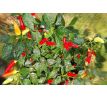 Purira Chilli