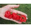 Scotch Bonnet Foodorama