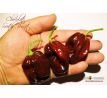 Chocolate Scotch Bonnet