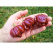 Moruga Scorpion Burgundy