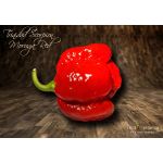 Trinidad Moruga Scorpiob Red