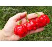 Trinidad Scorpion  Moruga Red