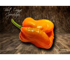 Bhut Orange Copenhagen