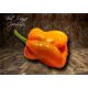 Bhut Orange Copenhagen