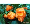 Bhut Orange Copenhagen