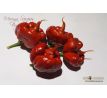 Moruga Scorpion Burgundy