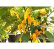 Datil Yellow