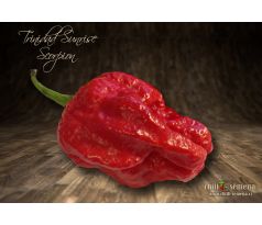 Trinidad Sunrise Scorpion