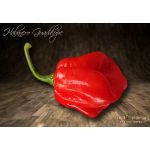 Habanero Guadalupe