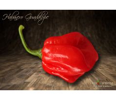 Habanero Guadalupe