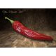 New Mexico Red