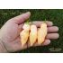 Sugar Rush Peach