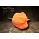 Trinidad Moruga Scorpion Peach