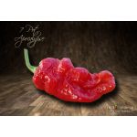 7 Pot Apocalypse