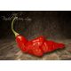 Sara R Trinidad Scorpion Long