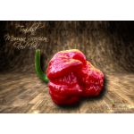 Trinidad Moruga Scorpion Red UV