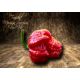 Trinidad Moruga Scorpion Red UV