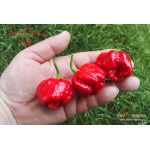 Trinidad Scorpion Satan