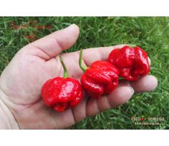 Trinidad Scorpion Satan