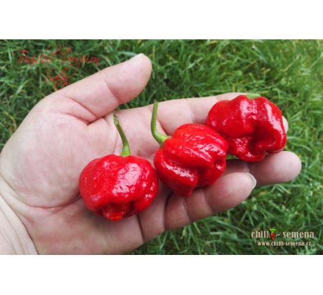 Trinidad Scorpion Satan