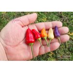 Five Chinense Multicolor