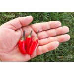 Zimbabwe Black Chilli
