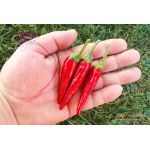 Cayenne Purple Chilli