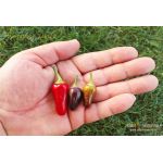 Fluorescent Purple Chilli