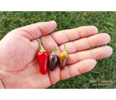 Fluorescent Purple Chilli