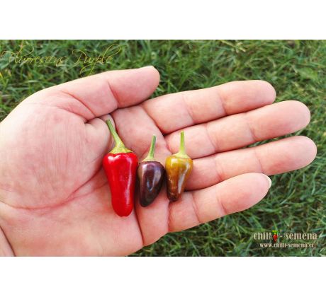 Fluorescent Purple Chilli