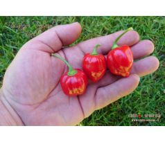 Habanero Tropical Red