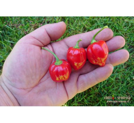 Habanero Tropical Red