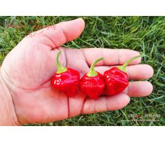 Habanero Tasmanian Red