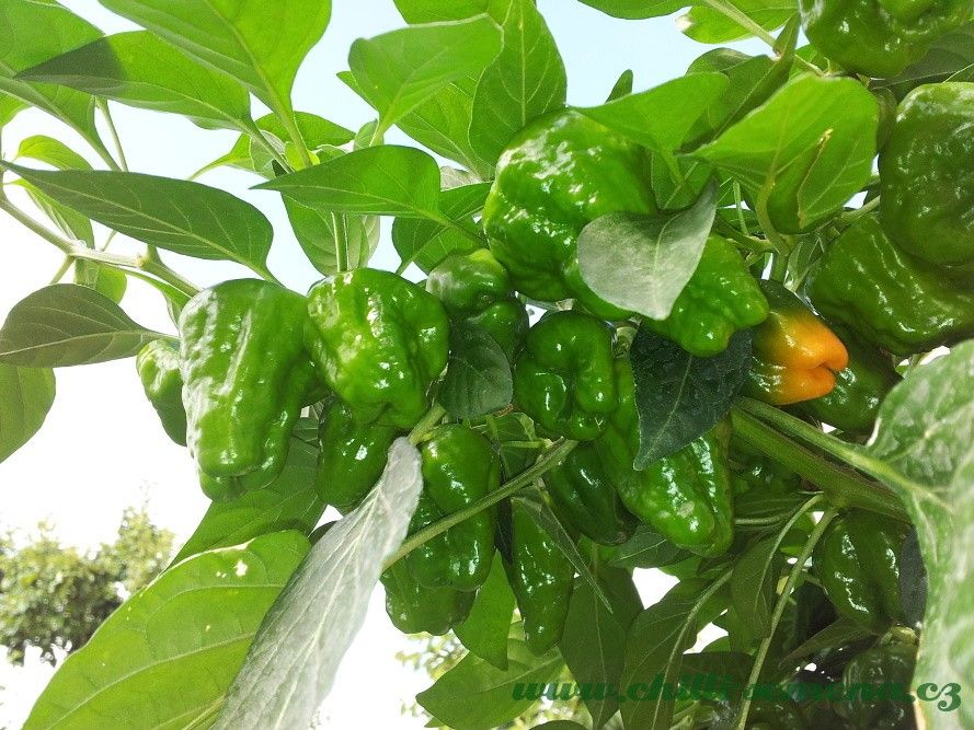 Chilli semena Squash Jamaican Yellow