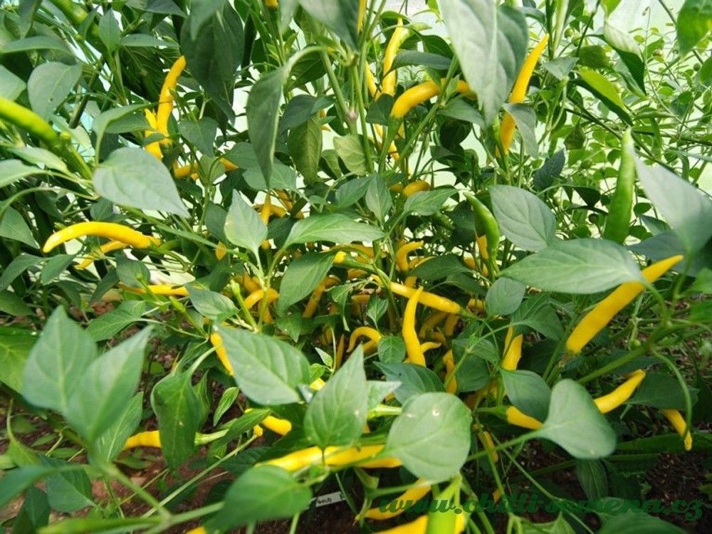 Chilli semena Cayenne Yellow