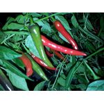 Assam Chilli
