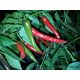 Assam Chilli