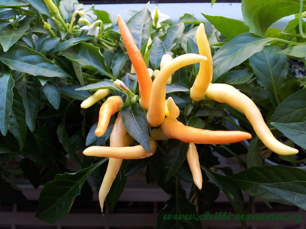 Chilli Rostliny (chilli rostliny, Chilli Rostlin, pěstování chilli, vaše chilli) Chilli Rostliny