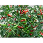 Thai Dragon Chilli