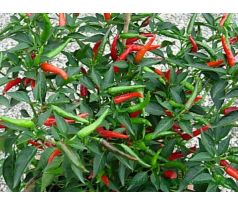 Thai Dragon Chilli