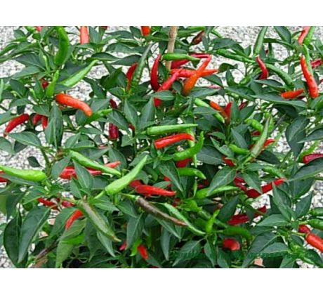 Thai Dragon Chilli