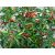 Thai Dragon Chilli