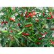 Thai Dragon Chilli