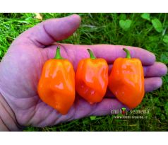 Habanero Orange