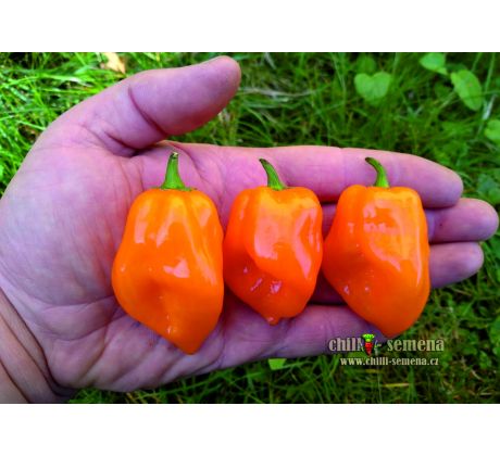 Habanero Orange