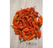 Blue Ghost Chilli