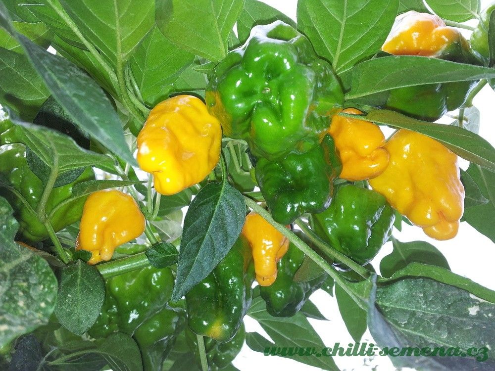 Chilli semena Squash Jamaican Yellow