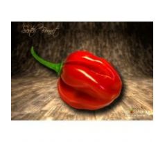 Sazenice Scotch Bonnet