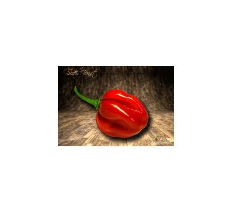 Sazenice Scotch Bonnet