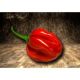 Sazenice Scotch Bonnet